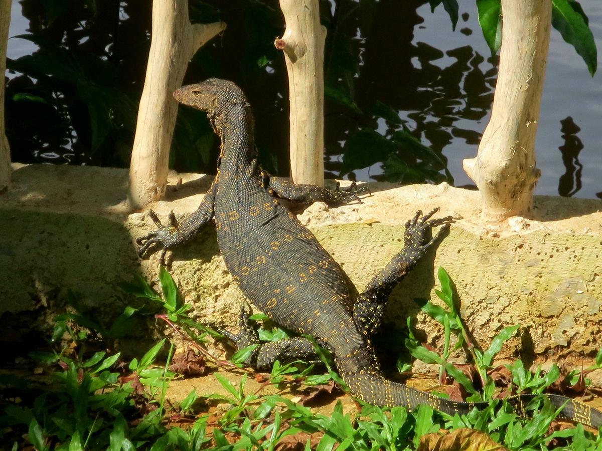 Luvi Lucas River Side ウェリガマ エクステリア 写真